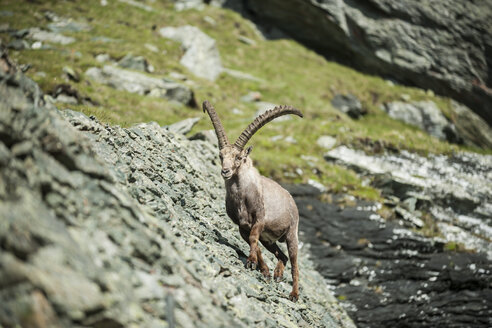 Österreich, Großglockner, Steinbock, Capra ibex - PAF000391