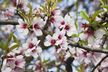 Deutschland, Rheinland-Pfalz, Blüten des Mandelbaums (Prunus Dulcis) - GWF002504