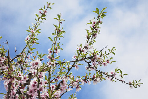 Deutschland, Rheinland-Pfalz, Blüten des Mandelbaums (Prunus Dulcis) - GWF002503