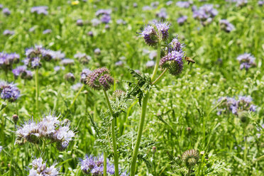 Deutschland, Rheinland-Pfalz, Spitzen-Phacelia (Phacelia tanacetifolia) - CSF020861