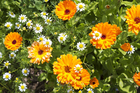 Deutschland, Rheinland-Pfalz, Ringelblume (Calendula officinalis) und Kamille (Matricaria chamomilla) - CSF020859