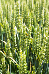 Deutschland, Rheinland-Pfalz, Weizen (Triticum aestivum), Weizenähren - CSF020855