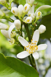 Deutschland, Rheinland-Pfalz, Zitronenbaum (Citrus × limon), Blüten, Nahaufnahme - CSF020847