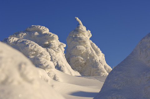 Deutschland, Sachsen-Anhalt, Nationalpark Hochharz, Brocken, schneebedeckte Fichten (Picea abies), lizenzfreies Stockfoto