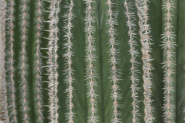 Detail des Kardon-Kaktus (Pachycereus Pringlei) - RUEF001179