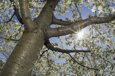 Germany, Bavaria, blossoming cherry tree, view from below - RUEF001181