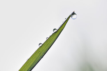 Dew drops on blade of grass, close-up - RUEF001182