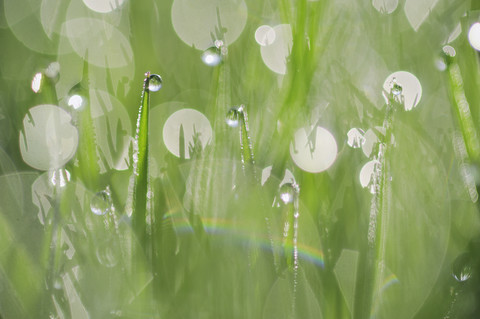 Dew on grass, close-up stock photo
