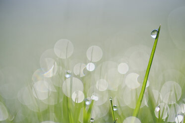 Dew on grass, close-up - RUEF001184