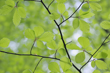 Blätter der Rotbuche (Fagus) im Frühjahr, Ansicht von unten - RUEF001186