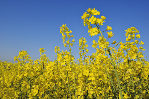 Deutschland, Bayern, Rapsfeld (Brassica napus) vor blauem Himmel - RUEF001187