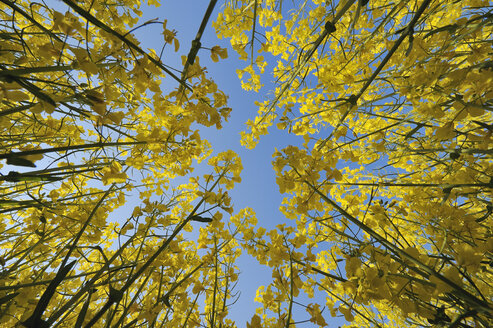 Deutschland, Bayern, Rapsfeld (Brassica napus) vor blauem Himmel, Blick von unten - RUEF001221