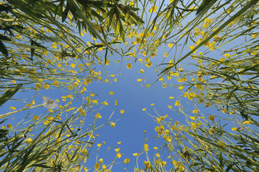Germany, Bavaria, rape field (Brassica napus) in front of blue sky, view from below - RUEF001188