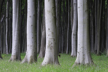 Deutschland, Mecklenburg-Vorpommern, Baumstämme von Buchenwäldern (Fagus) - RUEF001189