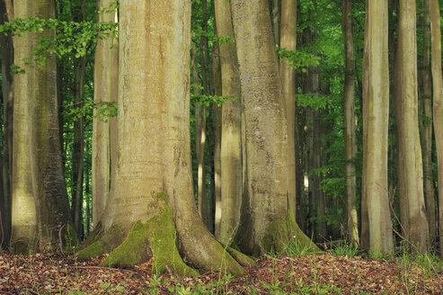 Deutschland, Mecklenburg-Vorpommern, Insel Rügen, Nationalpark Jasmund, Baumstämme eines Buchenwaldes (Fagus) - RUEF001192