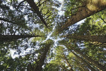 USA, Oregon, Ecola State Park, view to the tree tops from below - RUEF001165
