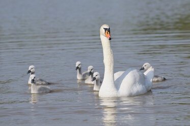 Deutschland, Höckerschwan (Cygnus olor) und Jungtiere beim Schwimmen - RUEF001157