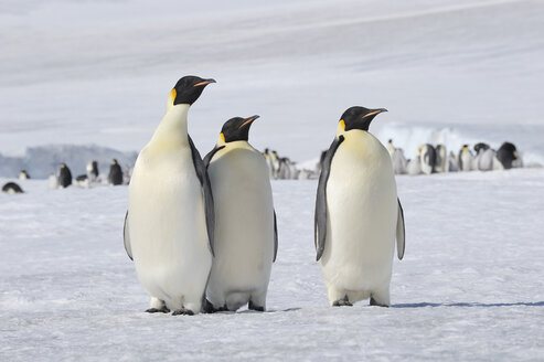 Antarctica, Antarctic Peninsula, Snow Hill Island, three Emperor Penguins (Aptenodytes forsteri) in front of animal group - RUEF001158