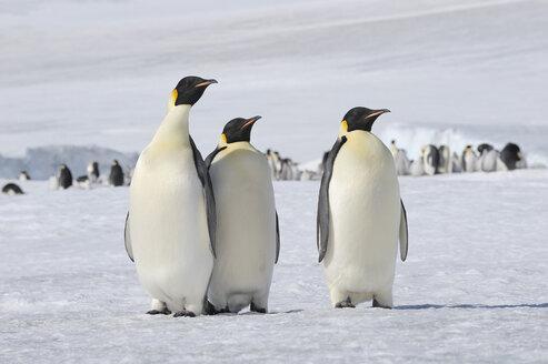 Antarktis, Antarktische Halbinsel, Snow Hill Island, drei Kaiserpinguine (Aptenodytes forsteri) vor einer Tiergruppe - RUEF001158