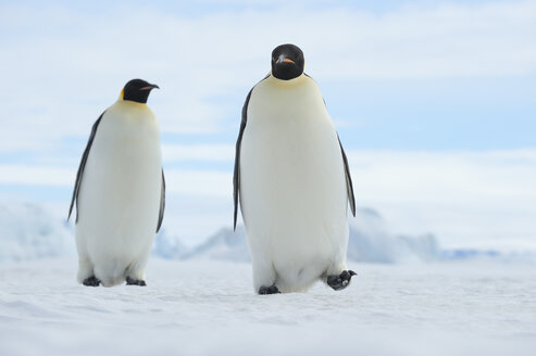 Antarktis, Antarktische Halbinsel, Snow Hill Island, zwei Kaiserpinguine (Aptenodytes forsteri) beim Wandern - RUEF001159