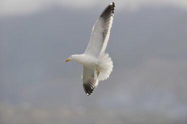Argentina, Tierra Del Fuego, Ushuaia, Southern black-backed gull (Larus dominicanus) flying - RUEF001160