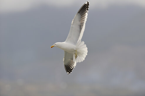 Argentinien, Tierra Del Fuego, Ushuaia, Südliche Mantelmöwe (Larus dominicanus) im Flug - RUEF001160