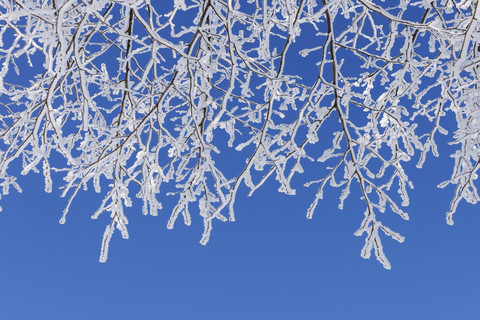 Zweige mit Raureif vor blauem Himmel, lizenzfreies Stockfoto