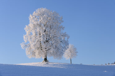 Switzerland, two frost-covered lime trees on a hill in front of blue sky - RUEF001162