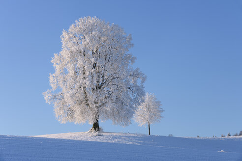 Schweiz, zwei frostbedeckte Linden auf einem Hügel vor blauem Himmel - RUEF001162