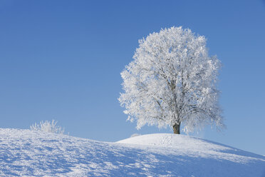 Schweiz, frostbedeckte Linde auf einem Hügel vor blauem Himmel - RUEF001163