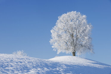 Switzerland, frost-covered lime tree on a hill in front of blue sky - RUEF001163