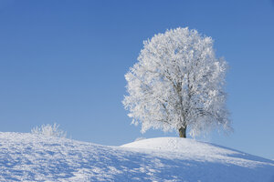 Schweiz, frostbedeckte Linde auf einem Hügel vor blauem Himmel - RUEF001163