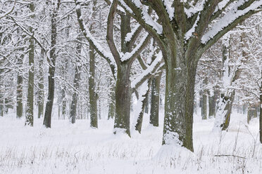 Deutschland, schneebedeckter Wald - RUEF001164