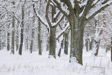 Germany, snow covered forest - RUEF001164