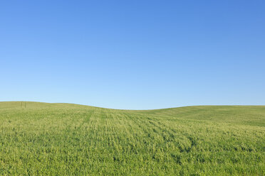 Spanien, Andalusien, Provinz Malaga, Ronda, Blick auf grünes Weizenfeld vor blauem Himmel - RUEF001167