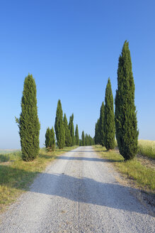 Italien, Toskana, Provinz Siena, Crete Senesi, Blick auf einen von Zypressen gesäumten Feldweg - RUEF001170