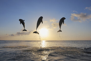 Honduras, Bay Islands, Roatan, drei Große Tümmler (Tursiops truncatus) springen bei Sonnenuntergang in die Luft - RUEF001195
