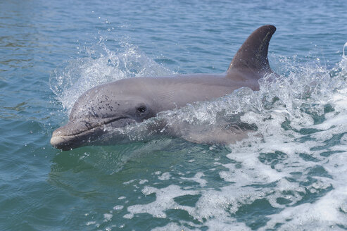 Honduras, Bay Islands, Roatan, Großer Tümmler (Tursiops truncatus) schwimmt an der Wasseroberfläche - RUEF001196