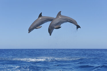 Honduras, Bay Islands, Roatan, zwei Große Tümmler (Tursiops truncatus) springen in die Luft - RUEF001197