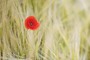 Germany, red poppy (Papaver rhoeas) in barley field - RUEF001198