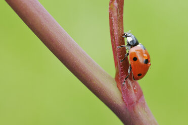 Deutschland, Siebenpunkt-Marienkäfer (Coccinella septempunctata) auf einem Zweig - RUEF001199