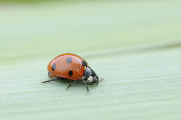 Deutschland, Siebenpunkt-Marienkäfer (Coccinella septempunctata) auf einem Blatt - RUEF001200