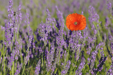 Frankreich, Provence, Hochebene von Valensole, Valensole, Mohn (Papaver rhoeas) im Lavendelfeld (Lavendula angustifolia) - RUEF001201