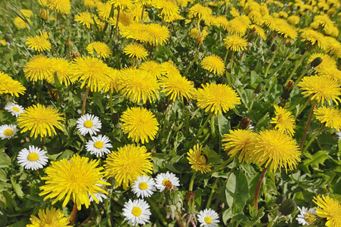 Blüten von Gemeinem Löwenzahn (Taraxacum officinale) und Gänseblümchen (Bellis perennis) - RUEF001220