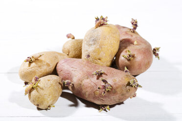 Sprouting potatoes (Solanum tuberosum), Belena and Feldperle, organic pototaoes - MAEF007787