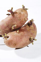 Sprossende Kartoffeln (Solanum tuberosum) - MAEF007785