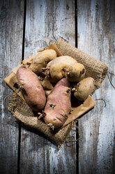 Sprossenkartoffeln (Solanum tuberosum), Belena und Feldperle, Bio-Kartoffeln - MAEF007791