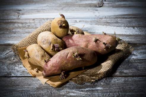 Sprossenkartoffeln (Solanum tuberosum), Belena und Feldperle, Bio-Kartoffeln - MAEF007792