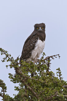 Afrika, Kenia, Maasai Mara National Reserve, Kampfadler (Polemaetus bellicosus) auf einem Baum sitzend - CB000281