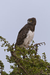 Afrika, Kenia, Maasai Mara National Reserve, Kampfadler (Polemaetus bellicosus) auf einem Baum sitzend - CB000280